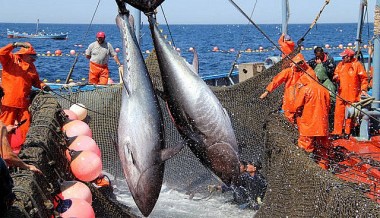 Một quốc gia nằm dọc theo bờ biển Đại Tây Dương tăng nhập khẩu cá ngừ Việt Nam