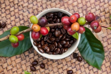 Giá cà phê tăng tốc hướng về mốc 110.000 đồng/kg