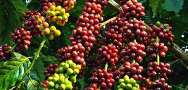 Giá cà phê trong nước tăng đến gần 13.000 đồng/kg, phá vỡ kỷ lục