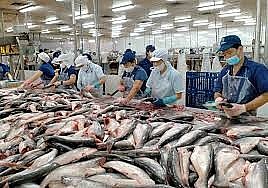 Xuất khẩu cá tra Việt Nam trong quý I/2024 đạt 411 triệu USD