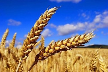 Giá lúa mì bật tăng, chạm mốc cao nhất từ cuối 2023