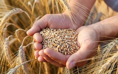 Nguyên nhân nào khiến giá lúa mì quay đầu giảm mạnh từ mức đỉnh 9 tháng
