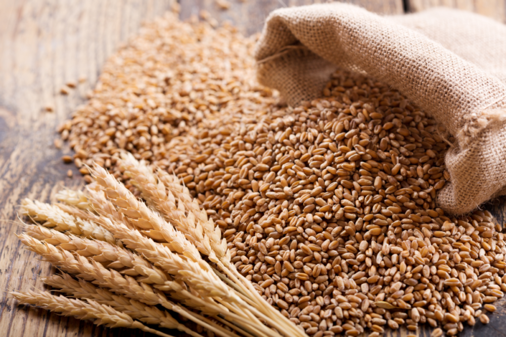 Giá lúa mì lên mức cao nhất 9 tháng