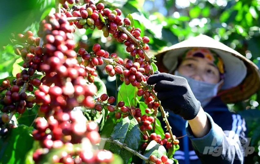 Giá đường thấp nhất 1 năm, cà phê lấy lại đà hồi phục