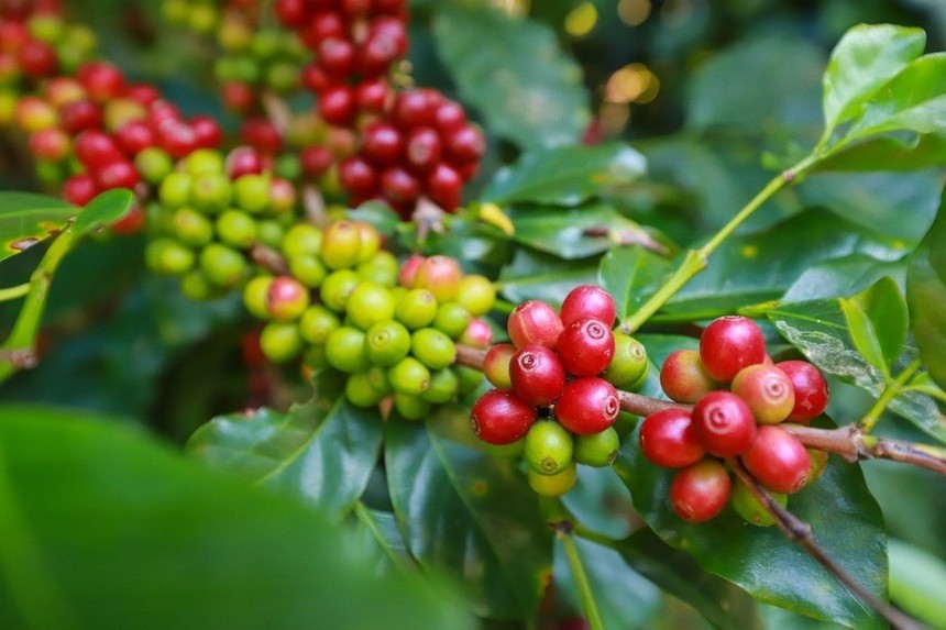 Giá cà phê lao dốc, xuất khẩu cà phê của Việt Nam đã giảm liên tiếp trong 4 tháng