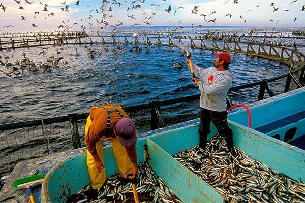 FAO: Sản lượng nuôi trồng và khai thác thủy sản toàn cầu đạt kỷ lục mới
