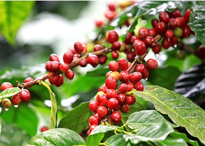 Giá cà phê Robusta hồi phục