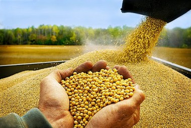 Giá đậu tương lao dốc trước triển vọng nguồn cung từ Argentina