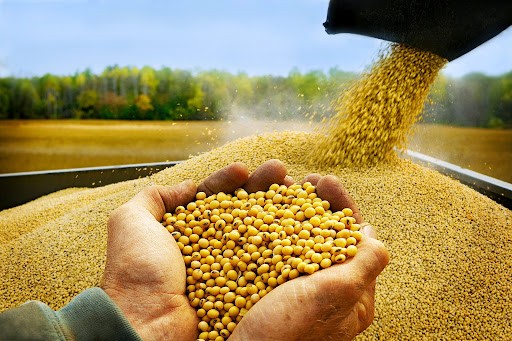 Giá đậu tương lao dốc trước triển vọng nguồn cung từ Argentina