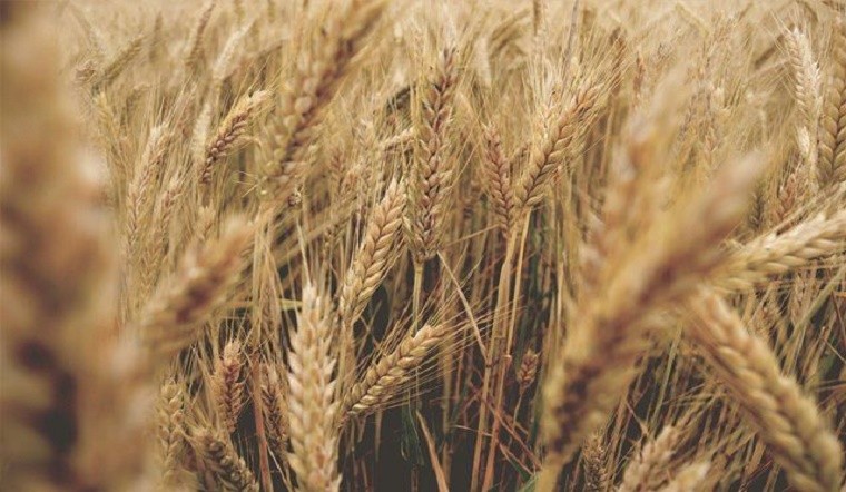 Giá lúa mì tăng vọt nhờ kết quả xuất khẩu tích cực của Mỹ