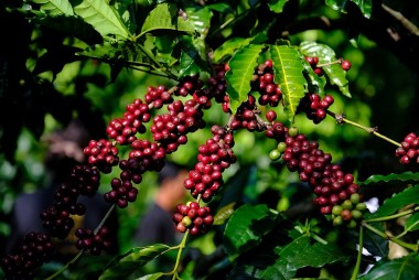 Giá cà phê trong nước tăng cao lên trên 124.000 đồng/kg