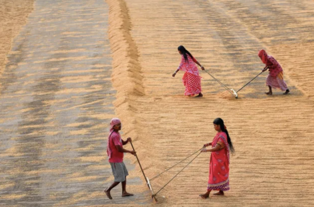 Ấn Độ cân nhắc nới lỏng chính sách xuất khẩu gạo