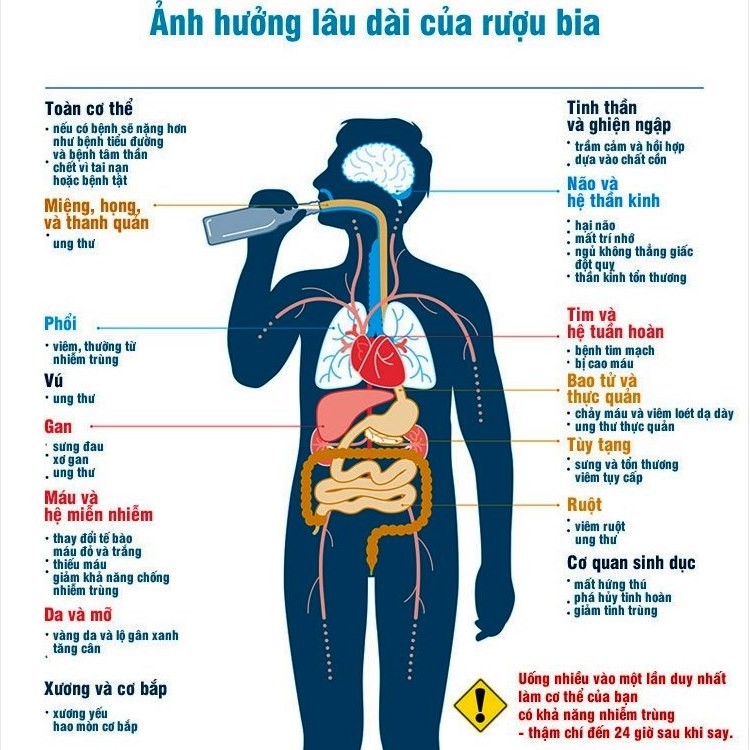 Rượu bia vào cơ thể qua đường tiêu hóa từ miệng đến dạ dày, hệ thống tuần hoàn và các bộ phận trong cơ thể: não, thận, phổi và gan.
