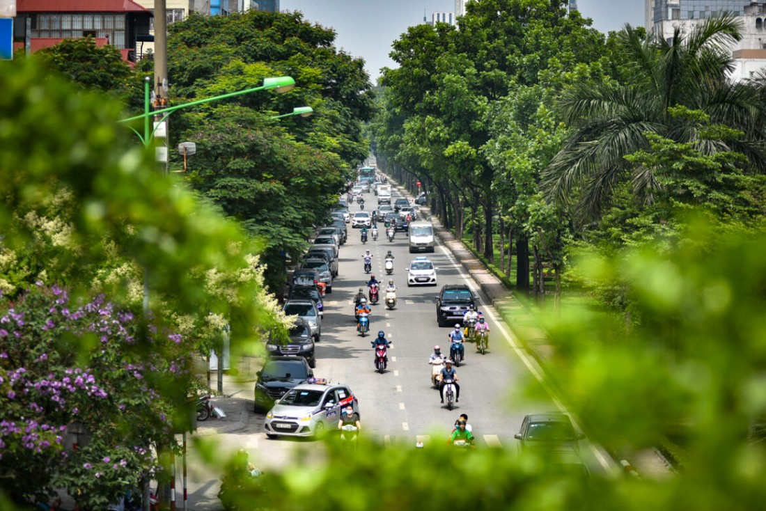 Hà Nội ra quy định mới về quản lý cây xanh đô thị