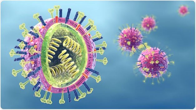 Hình ảnh mô phỏng virus cúm A H5N1