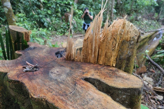 Rừng tự nhiên ở Quảng Nam liên tục bị phá trong thời gian qua. Ảnh: Người Lao động