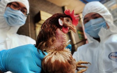 WHO: Ghi nhận ca tử vong đầu tiên vì cúm gia cầm H3N8 tại Trung Quốc