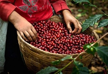 Giá cà phê và hồ tiêu ngày 25/7: Cà phê tăng 100 đồng/kg tại các địa phương thu mua trọng điểm.