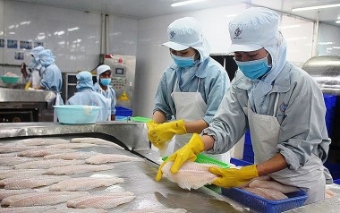 Thị trường cá tra Việt Nam: Xuất hiện dấu hiệu 'hụt hơi' sau nửa năm khởi sắc