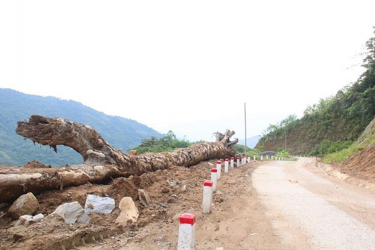 Bộ NN&PTNT cho rằng hồ sơ Dự án đường giao thông đến vùng phát triển Sâm Ngọc Linh, tuyến Măng Lùng – Đăk Lây không đủ điều kiện thẩm định. Ảnh: Plo.vn