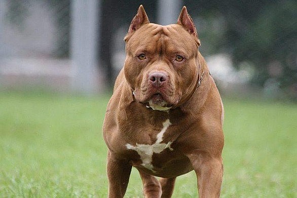 Giống chó pitbull thường hung dữ - Ảnh minh họa: Internet