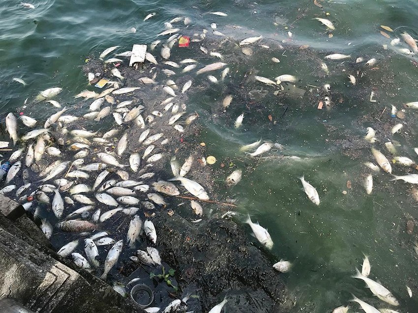 Cá chết dạt vào ven Hồ Tây những ngày đầu tháng 10-2022. Ảnh: Plo.vn