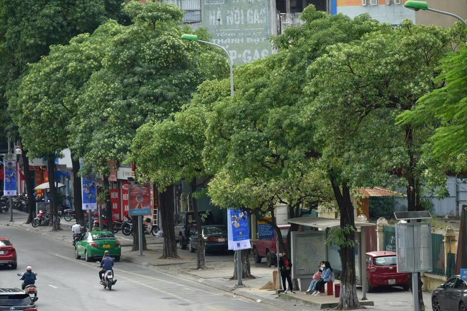 Hàng cây hoa sữa dày đặc trên đường Nguyễn Chí Thanh (TP Hà Nội). Ảnh: Kinh tế Đô thị 