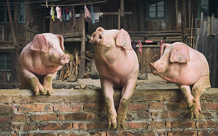 Giá lợn hơi ngày 16/11/2021 giảm 1.000 - 3.000 đồng/kg. Ảnh: Minh họa