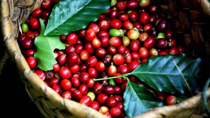 Tổng kết tuần trước, thị trường cà phê trong nước tăng 500 - 600 đồng/kg.