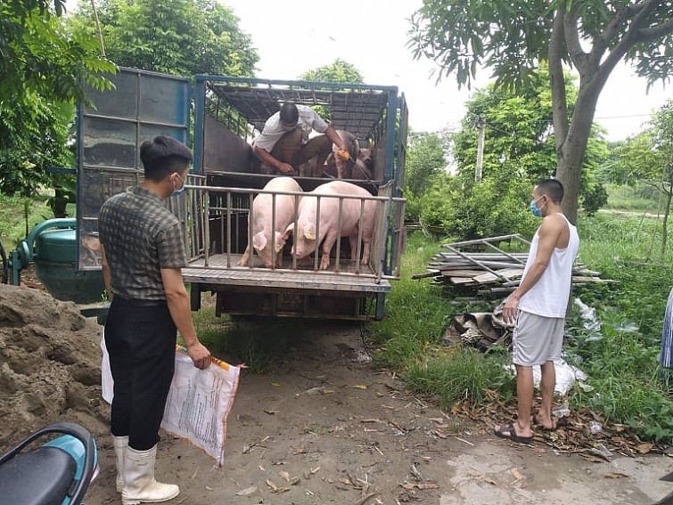 Giá lợn hơi ngày 18/9/2021: 2 miền Bắc - Nam biến động 1.000 - 2.000 đồng/kg