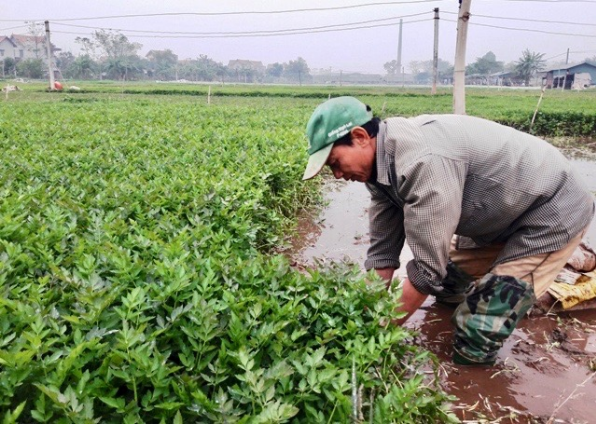 Thiếu liên kết tiêu thụ nông sản huyện Phú Xuyên