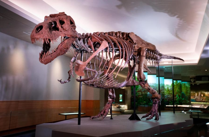 Được trưng bày tại Bảo tàng Field ở Chicago, hóa thạch “the Tyrannosaurus Rex” là mô hình hóa thạch hoàn chỉnh nhất từ trước đến nay trên thế giới, tuy nhiên chúng ta cũng không thể biết nó là đực hay cái chỉ dựa vào hóa thạch. 