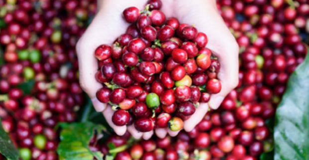 Giá cà phê hôm nay 23/9 thu mua trong khoảng 39.600 - 40.500 đồng/kg.