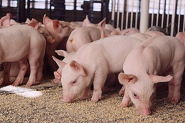 Giá lợn hơi hôm nay 24/9 thu mua trong khoảng 46.000 – 52.000 đồng/kg.
