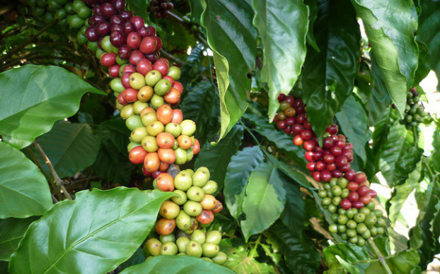 Thị trường xuất khẩu cà phê của Việt Nam dự báo sẽ khả quan hơn trong những tháng cuối năm