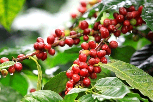 Giá cà phê hôm nay 28/9 thu mua trong khoảng 39.400 - 40.300 đồng/kg.