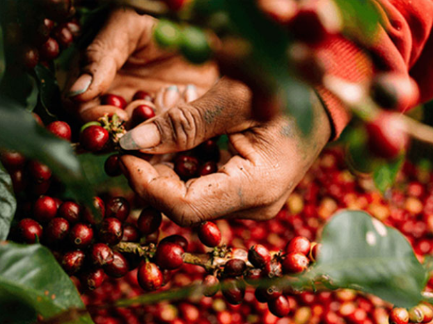 Giá cà phê hôm nay 29/9 thu mua trong khoảng 39.800 - 40.700 đồng/kg. 