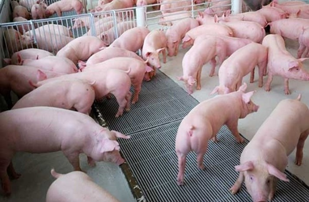 Giá lợn hơi hôm nay giao dịch quanh mức 43.000 - 49.000 đồng/kg.