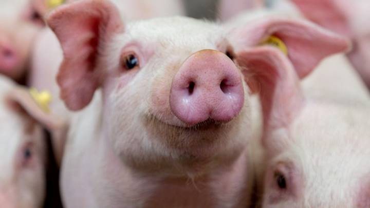 Giá thực phẩm ngày 12/1: Rau củ quả giảm mạnh, thịt lợn hơi duy trì ổn định