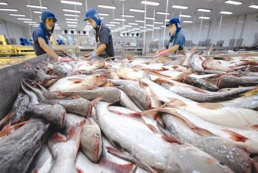 Xuất khẩu cá tra sang thị trường Trung Quốc – Hồng Kông sụt giảm mạnh