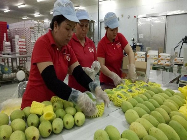 Hoa Kỳ tăng nhập khẩu xoài các loại từ Việt Nam