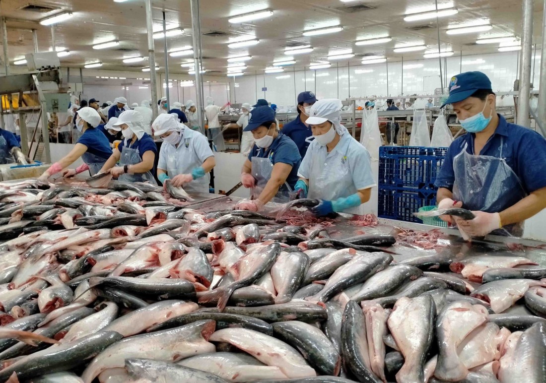 Xuất khẩu cá tra Việt Nam sang thị trường Nga bị ngưng trệ