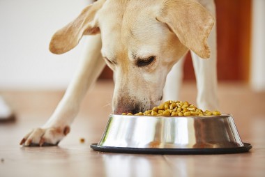 Một loại thức ăn thú cưng bị thu hồi do lượng vitamin D vượt mức cho phép