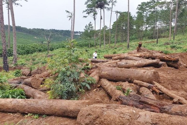 Hiện trường vụ phá rừng ở xã Lộc Phú, huyện Bảo Lâm, tỉnh Lâm Đồng.