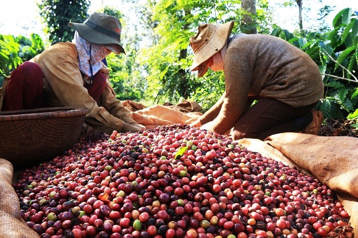 Quý I/2022 xuất khẩu cà phê tăng 50,4% về trị giá so với cùng kỳ năm trước
