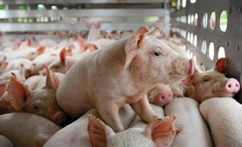 Giá thực phẩm ngày 6/4: Xu hướng tăng ở các mặt hàng rau củ, thịt lợn hơi