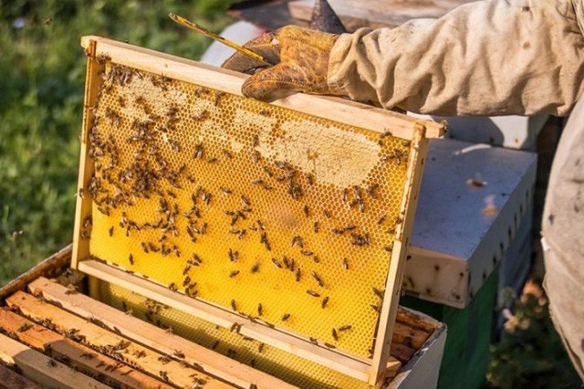 Sản lượng mật ong Việt Nam xuất khẩu sang Hoa Kỳ năm 2021 đạt 56.133 tấn với kim ngạch khoảng 82,1 triệu USD. Ảnh minh họa