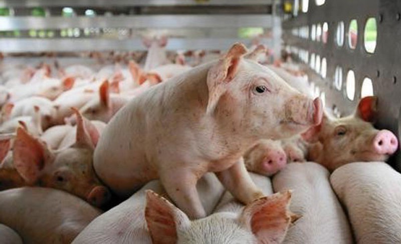 Giá thực phẩm hôm nay ngày 28/9: Giá thịt lợn hơi ổn định