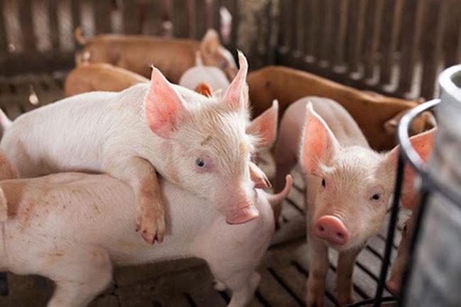 Giá lợn hơi hôm nay 10/10 giao dịch trong khoảng 38.000 - 48.000 đồng/kg.