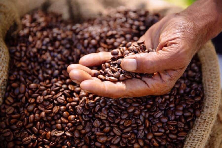 Giá cà phê hôm nay 10/10 thu mua trong khoảng 39.300 - 40.200 đồng/kg. 